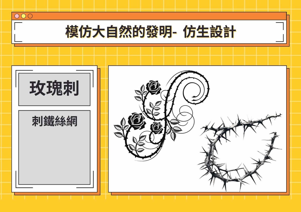 【心智圖教案】中年級｜仿生設計繪本啟發